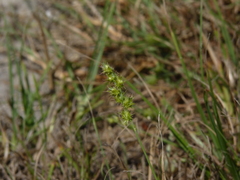 Cenchrus longispinus