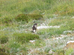 Vulpes vulpes cascadensis