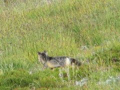 Vulpes vulpes cascadensis