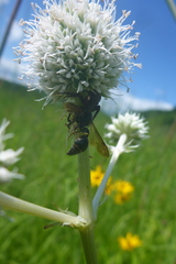 Zethus spinipes spinipes