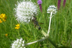 Zethus spinipes spinipes