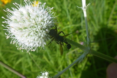 Zethus spinipes spinipes