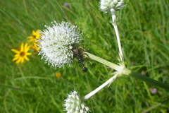 Zethus spinipes spinipes