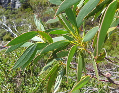 Eucalyptus coccifera