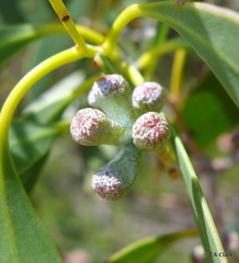 Eucalyptus coccifera