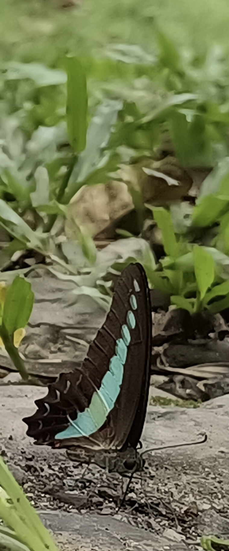 Common Bluebottle