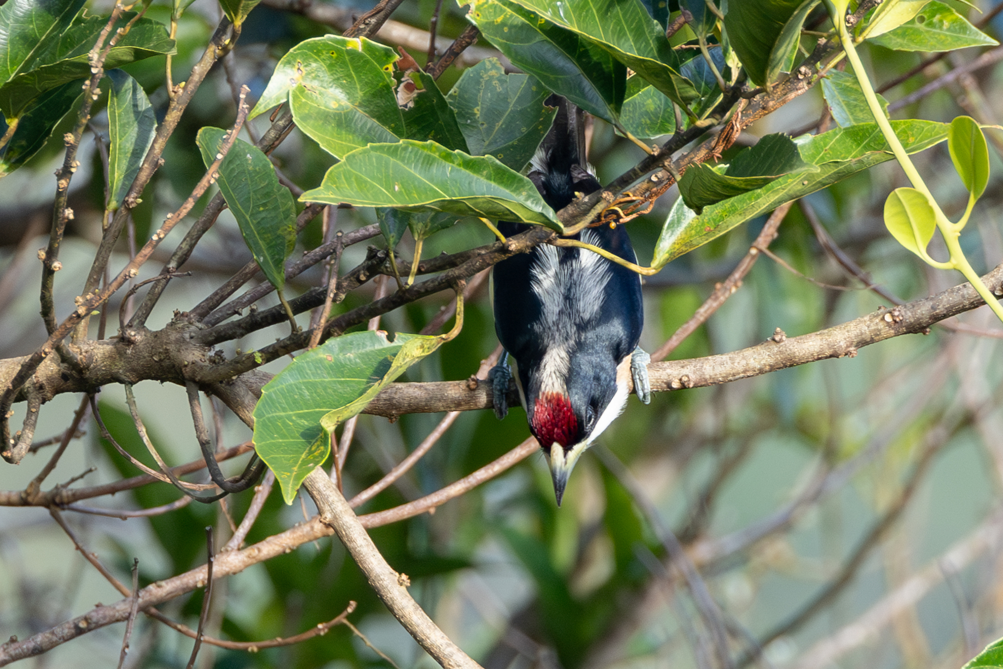 White-mantled Barbet (Capito hypoleucus), photo 5