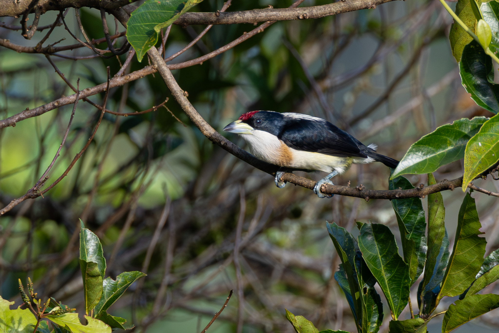 White-mantled Barbet (Capito hypoleucus), photo 6