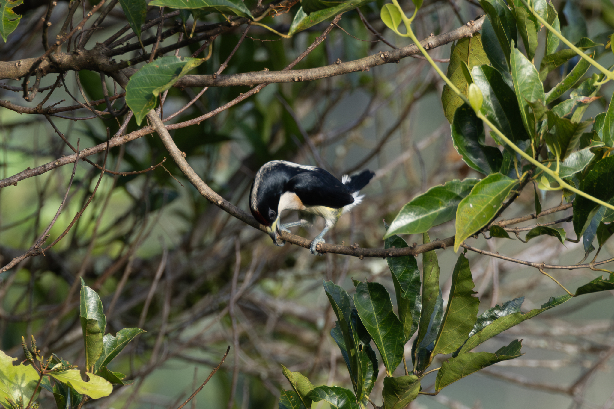 White-mantled Barbet (Capito hypoleucus), photo 7