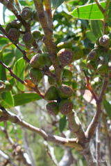 Eucalyptus coccifera