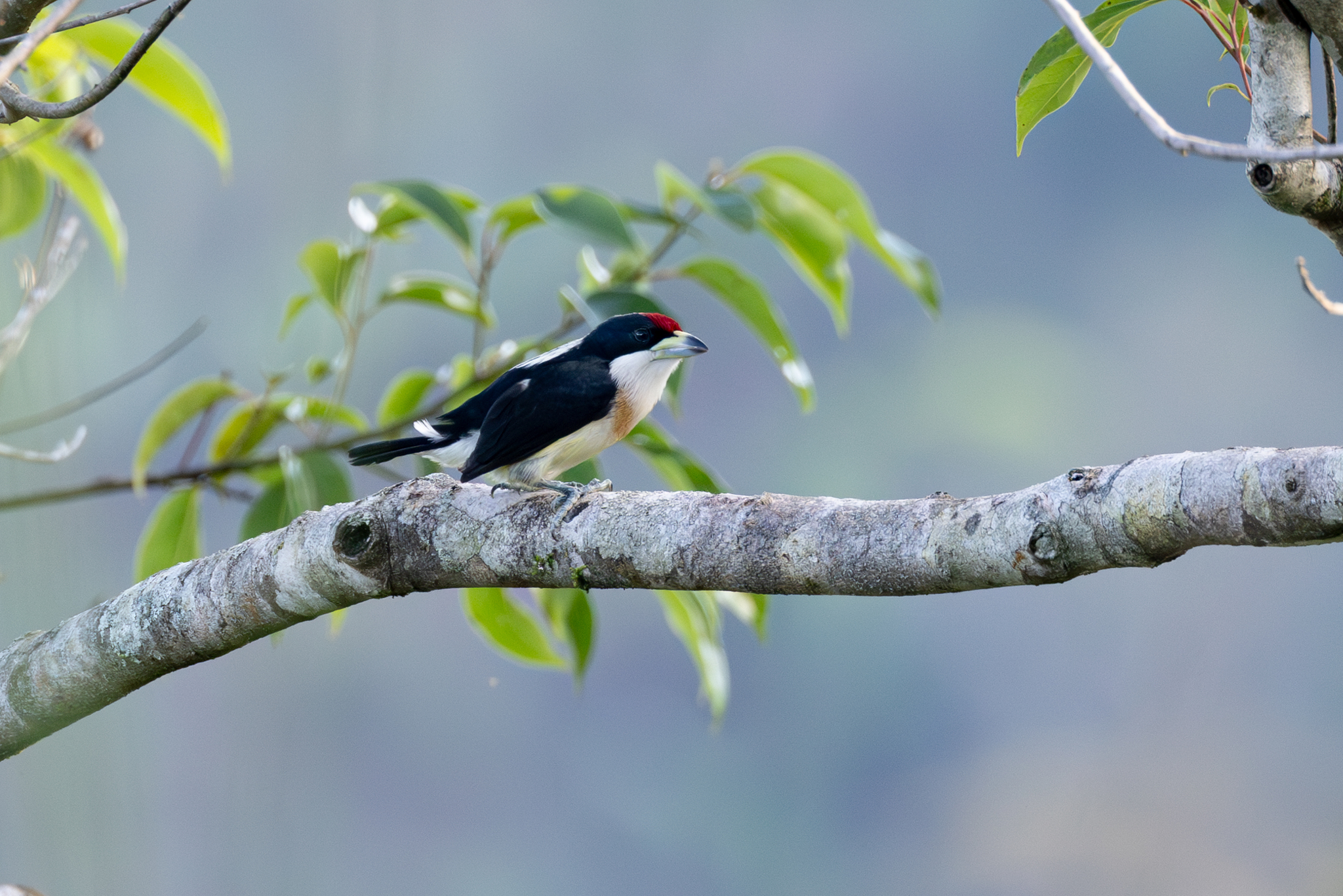 White-mantled Barbet (Capito hypoleucus), photo 8