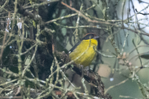 Yellow-breasted Brushfinch (Atlapetes latinuchus), photo 2