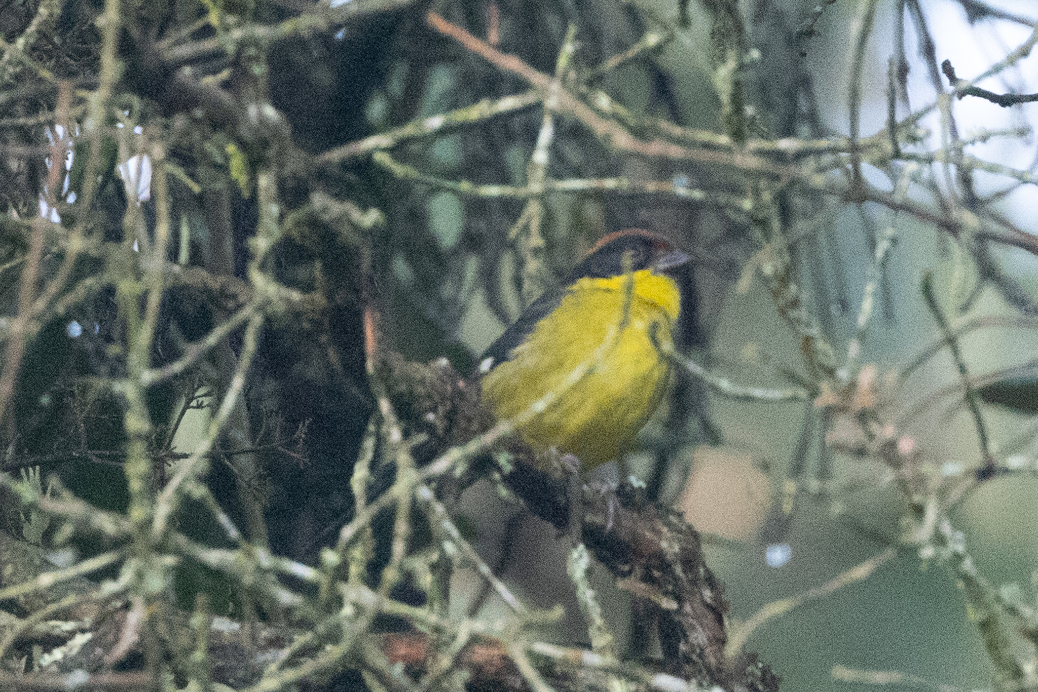Yellow-breasted Brushfinch (Atlapetes latinuchus), photo 3