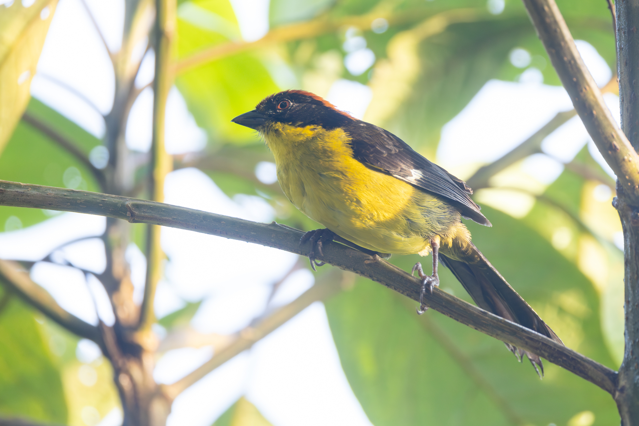 Yellow-breasted Brushfinch (Atlapetes latinuchus), photo 4