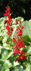 Lobelia cardinalis image