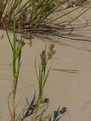 Cenchrus tribuloides