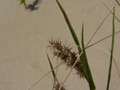 Cenchrus tribuloides