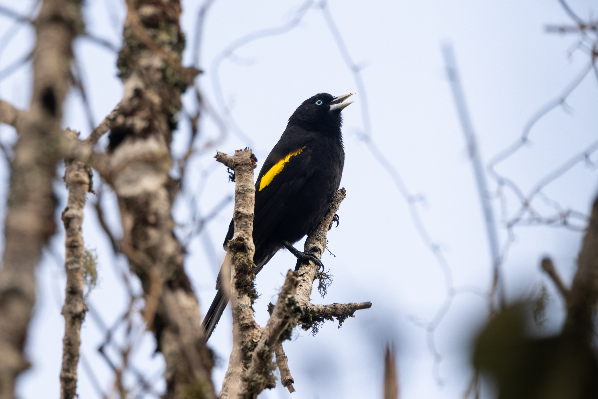 Mountain Cacique (Cacicus chrysonotus), photo 3