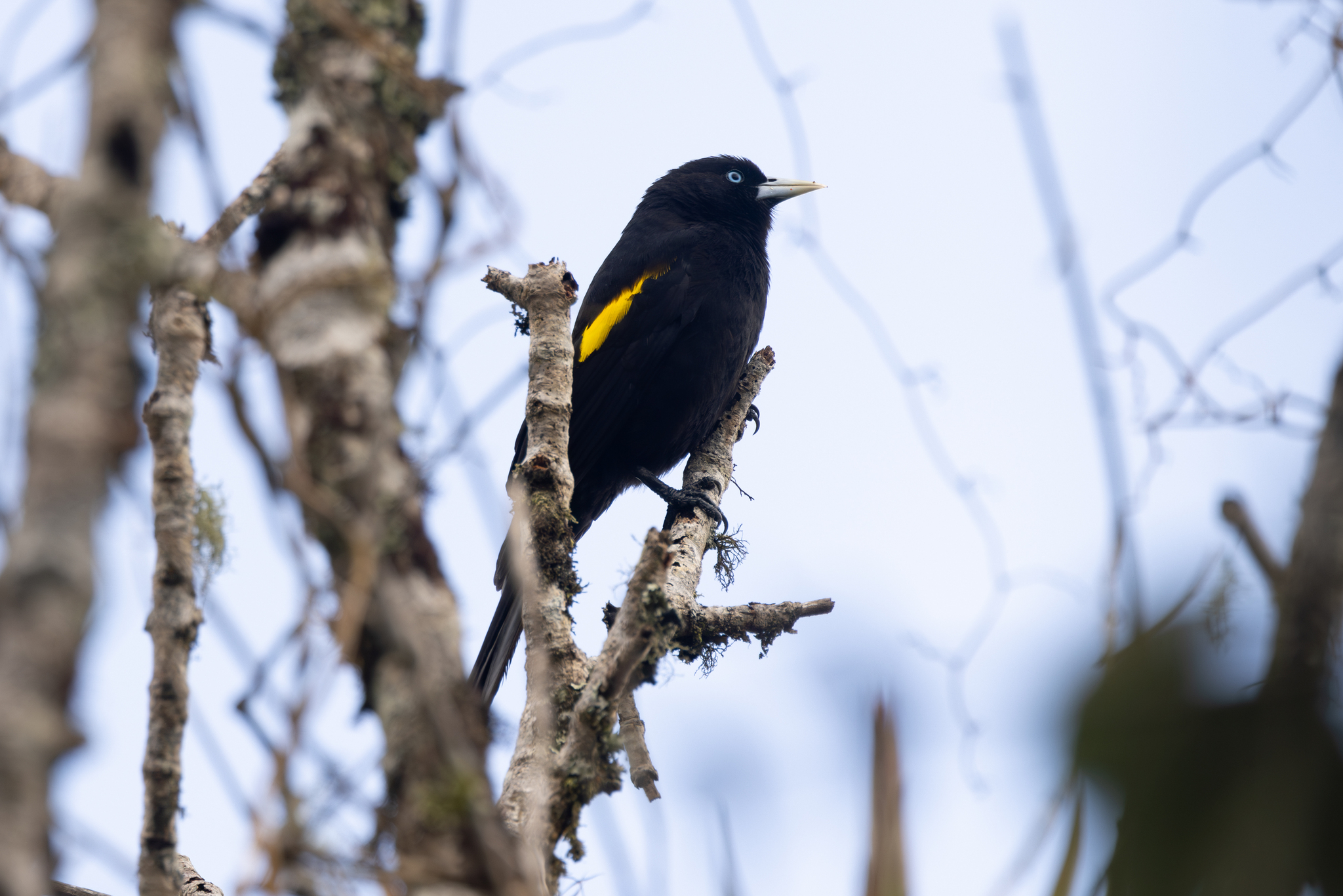Mountain Cacique (Cacicus chrysonotus), photo 4
