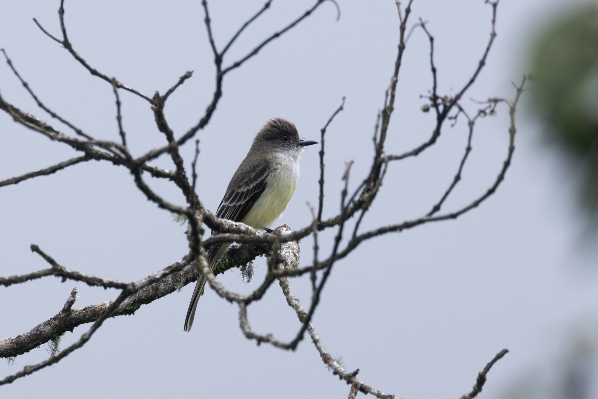 Pale-edged Flycatcher (Myiarchus cephalotes), photo 7