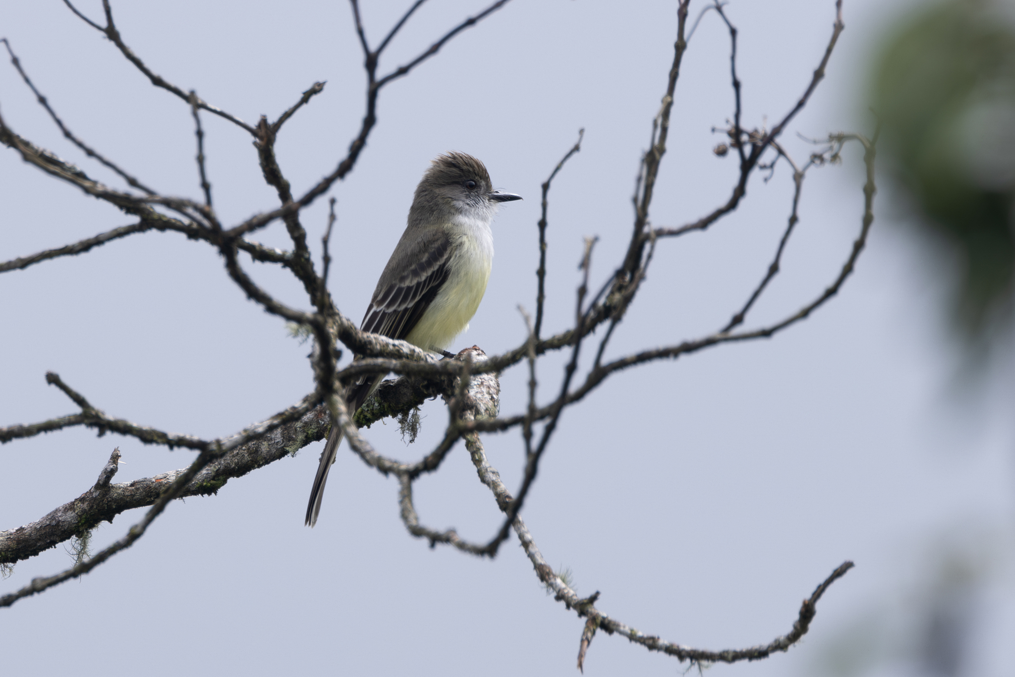 Pale-edged Flycatcher (Myiarchus cephalotes), photo 8