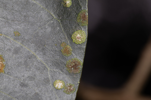 Cephaleuros virescens observed 2025-07-01