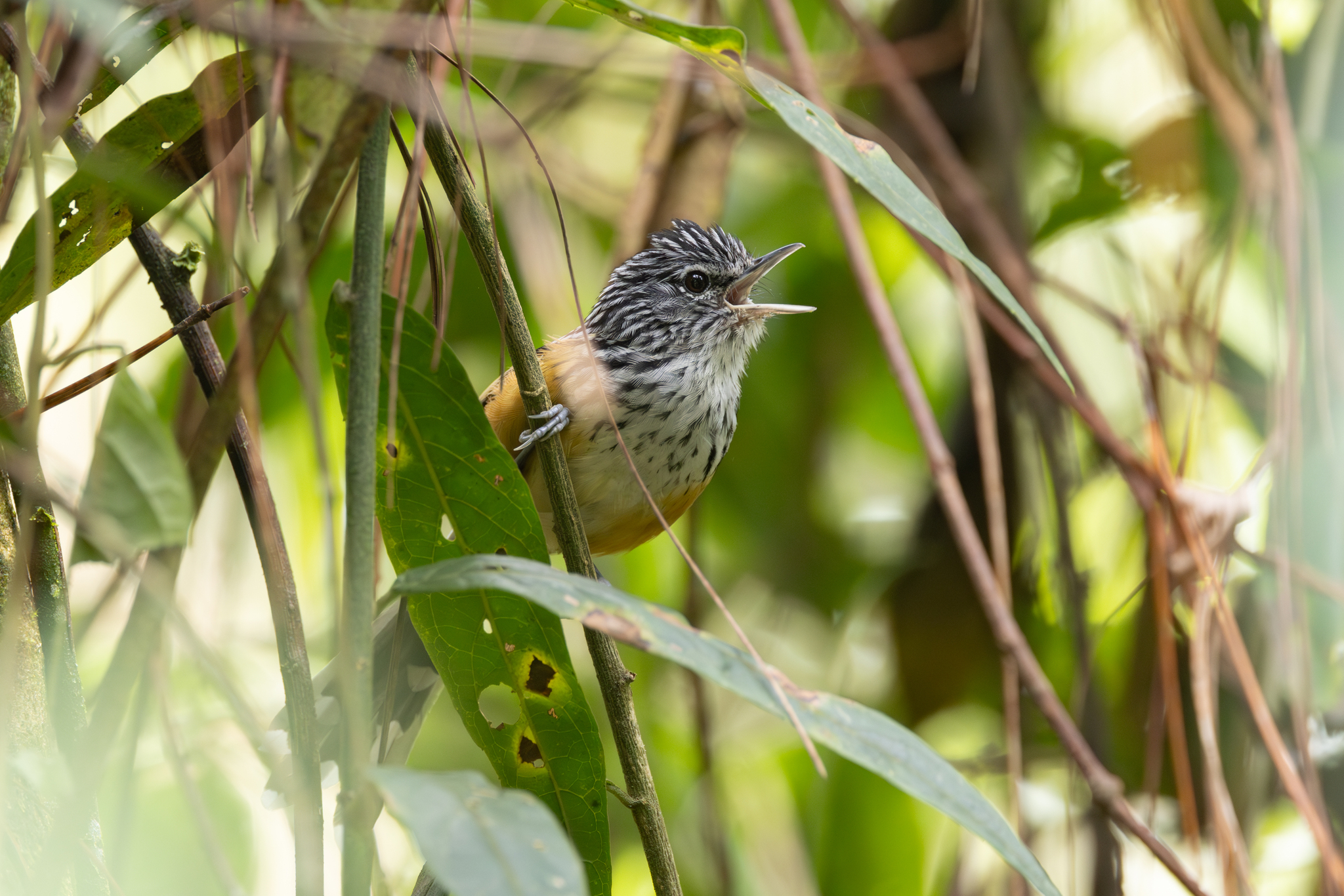 Streak-headed Antbird (Drymophila striaticeps), photo 3