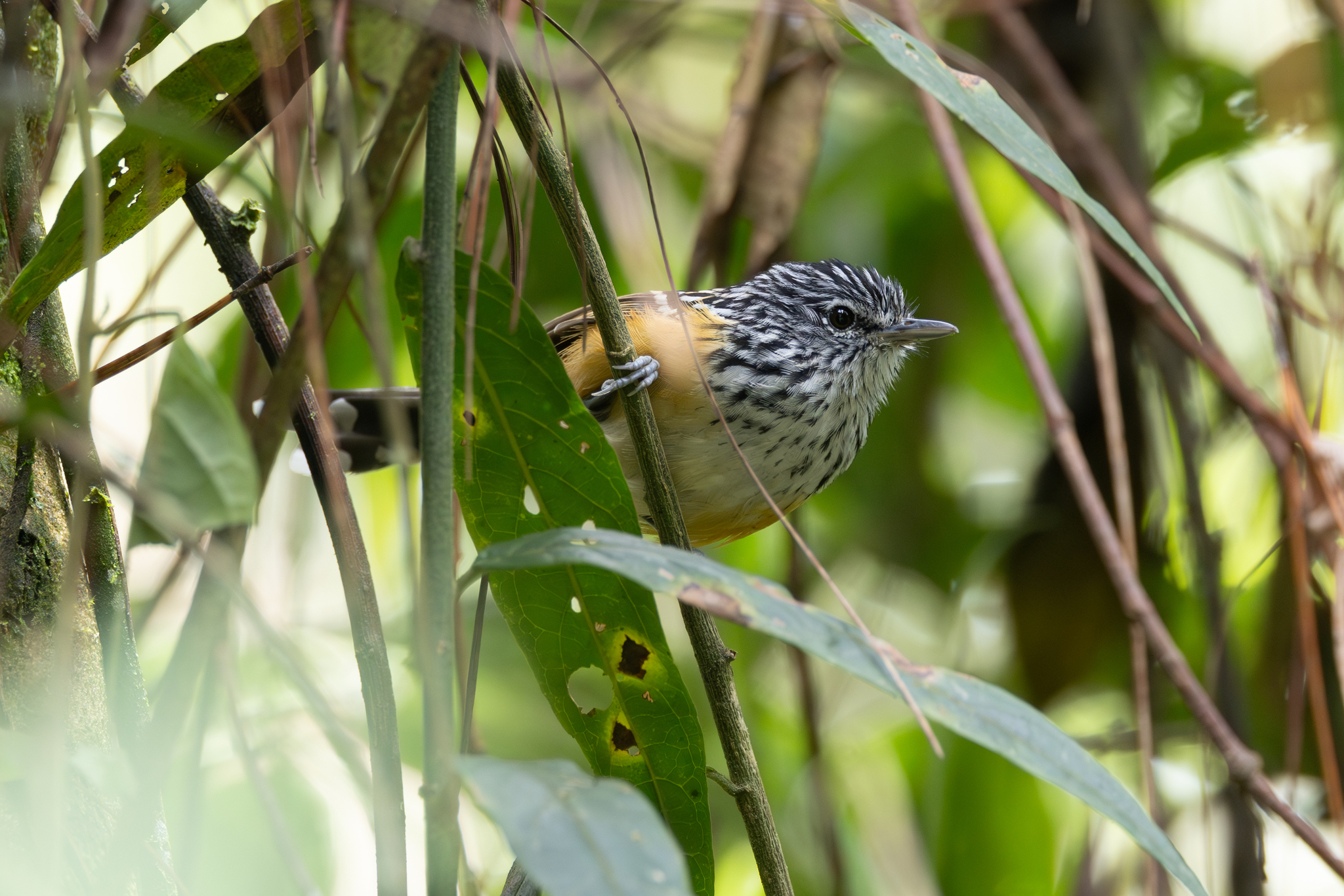 Streak-headed Antbird (Drymophila striaticeps), photo 2