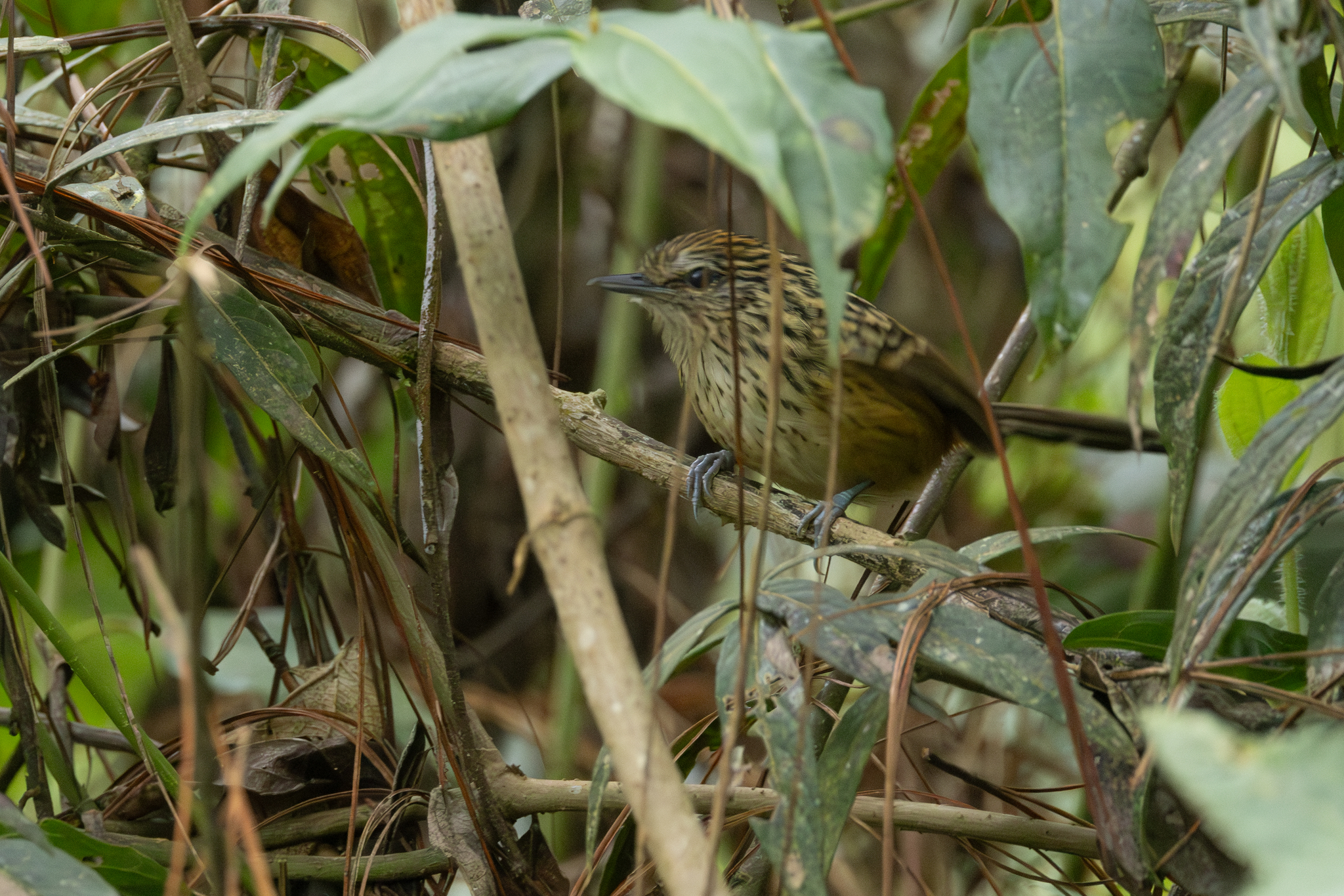 Streak-headed Antbird (Drymophila striaticeps), photo 1