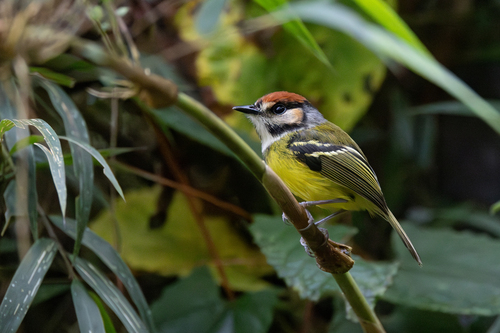 Rufous-crowned Tody-Flycatcher (Poecilotriccus ruficeps), photo 5