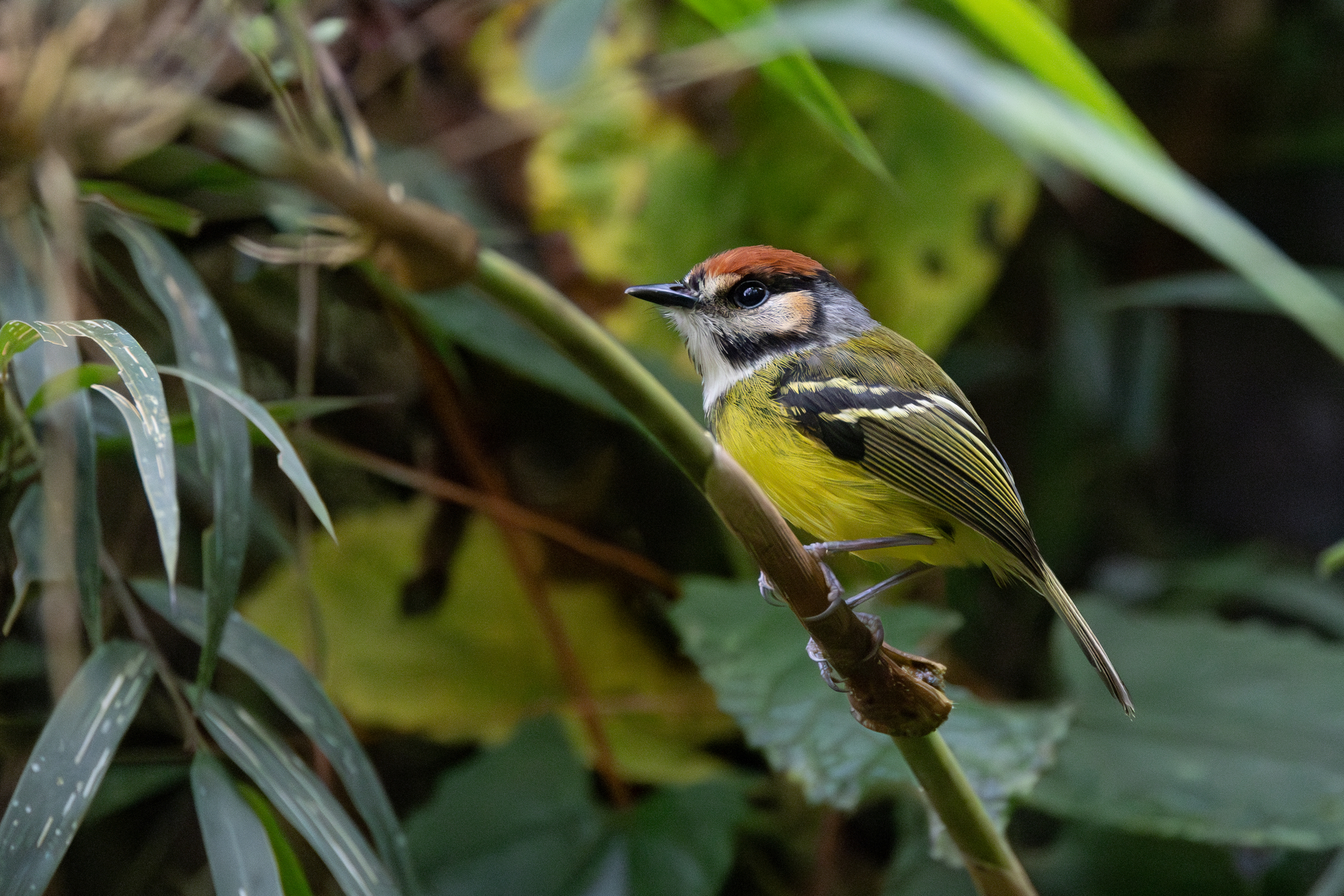 Rufous-crowned Tody-Flycatcher (Poecilotriccus ruficeps), photo 5