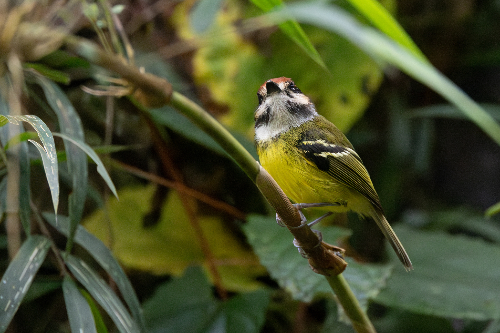 Rufous-crowned Tody-Flycatcher (Poecilotriccus ruficeps), photo 6