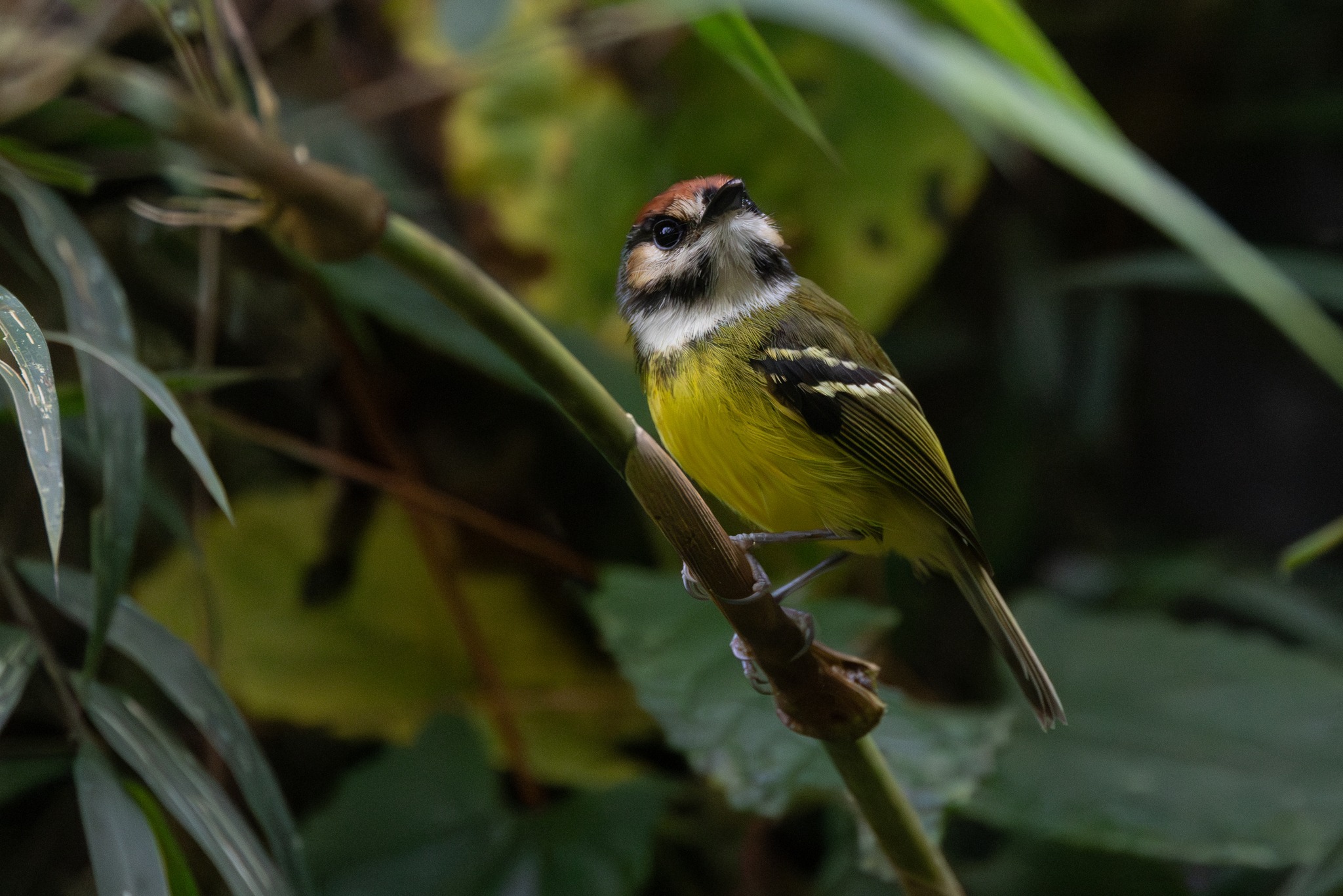 Rufous-crowned Tody-Flycatcher (Poecilotriccus ruficeps), photo 7