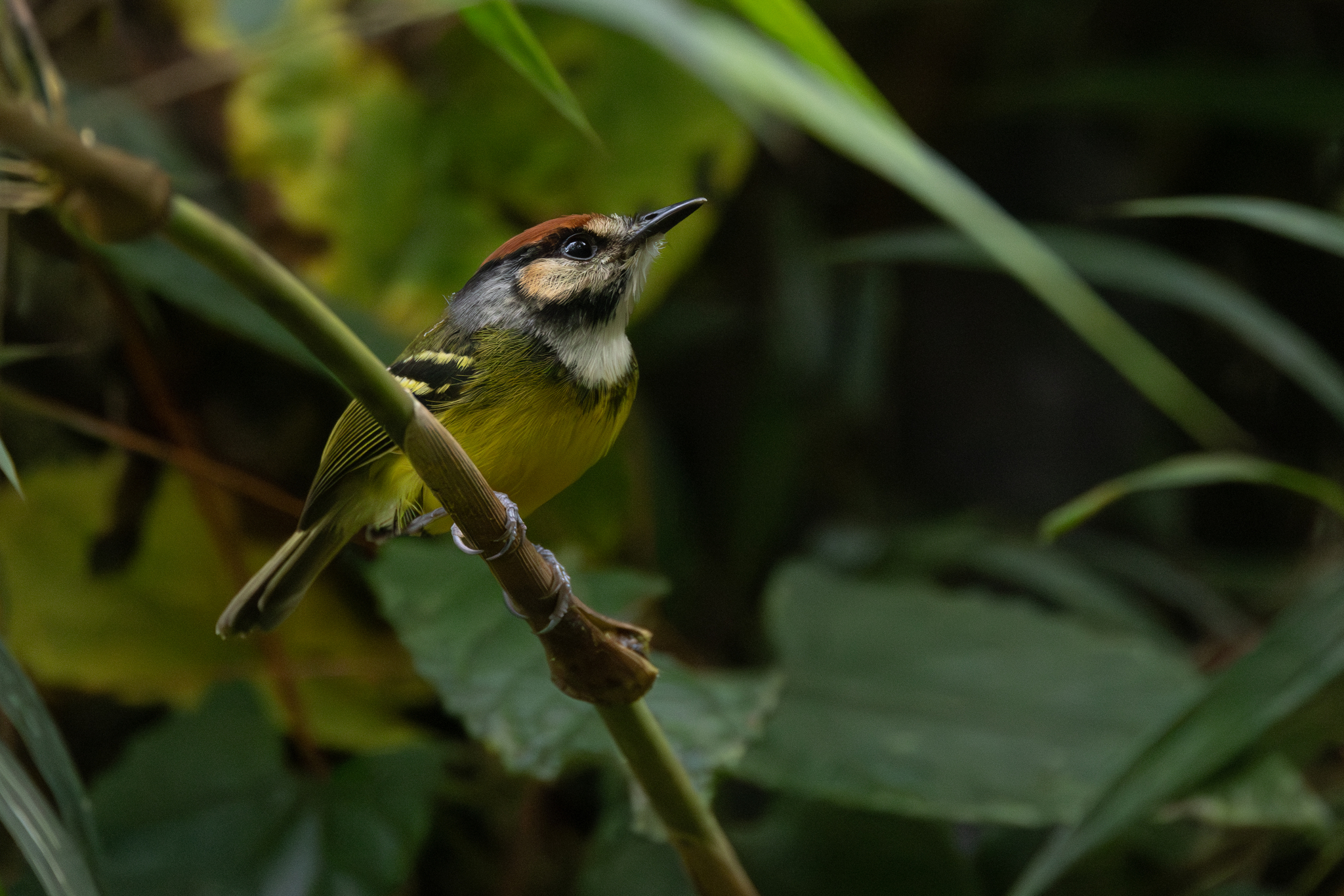 Rufous-crowned Tody-Flycatcher (Poecilotriccus ruficeps), photo 8