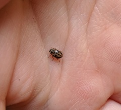 Mulsantina hudsonica