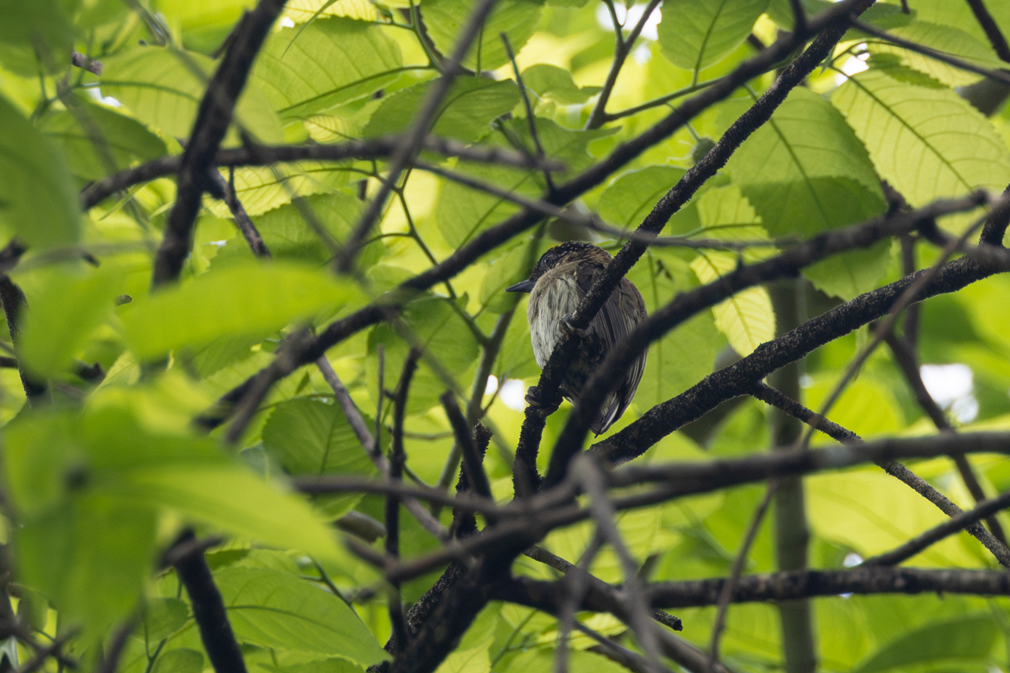 Greyish Piculet (Picumnus granadensis), photo 9