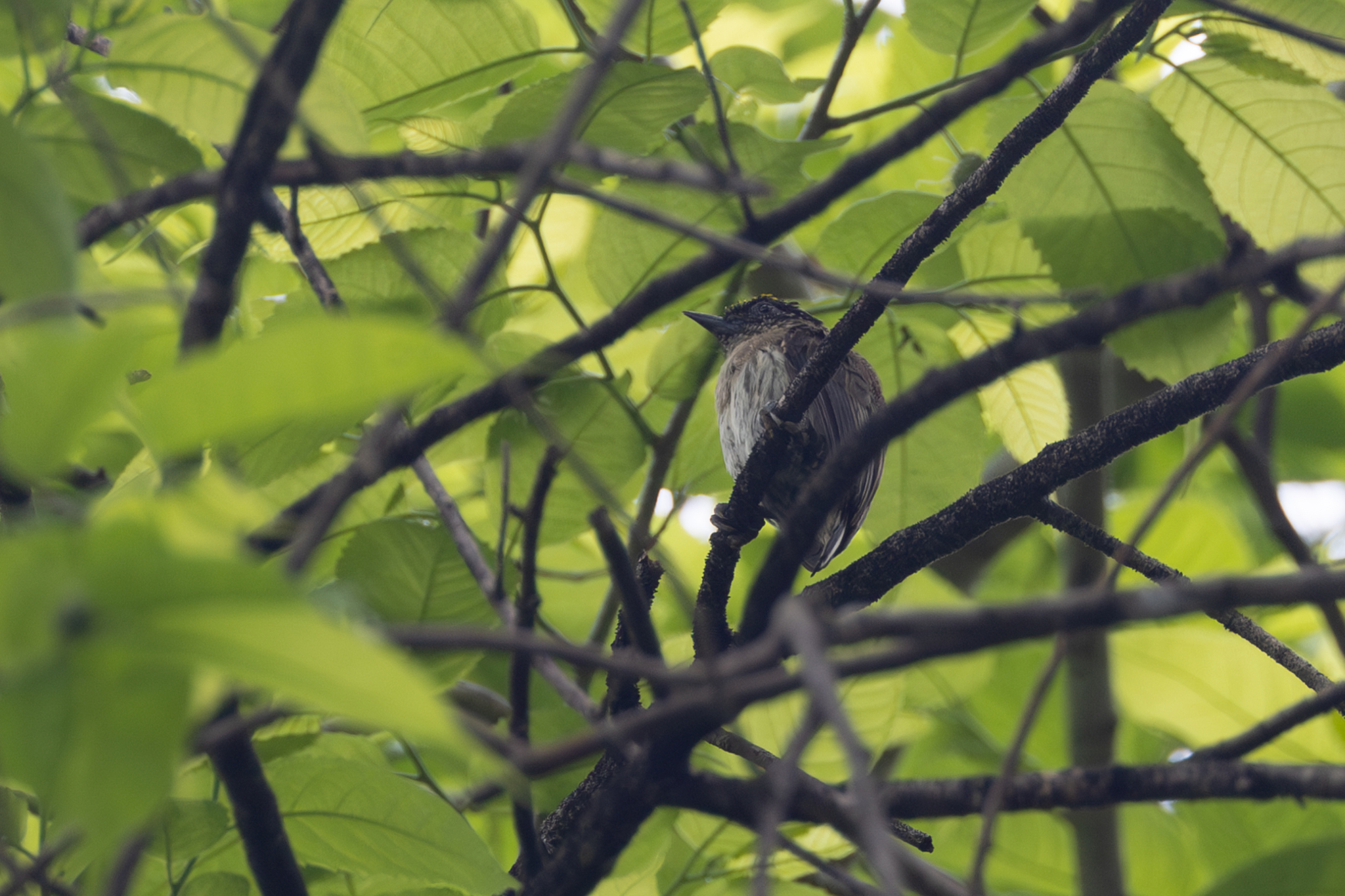 Greyish Piculet (Picumnus granadensis), photo 10