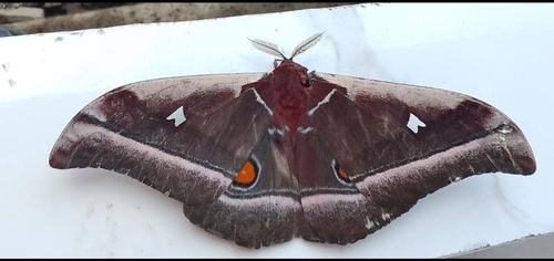 Cabbage Tree Emperor