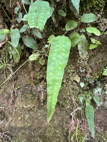 Selliguea hastata, photograph 3