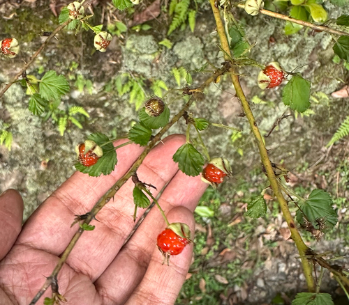 Mayberry (Rubus microphyllus)