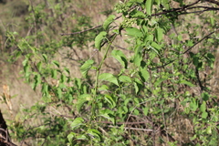 Cissus verticillata