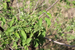 Cissus verticillata