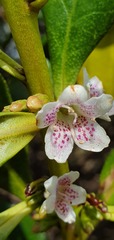 Myoporum aff insulare × laetum