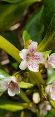 Myoporum aff insulare × laetum