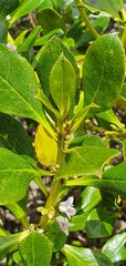 Myoporum aff insulare × laetum