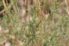 Dalea minutifolia