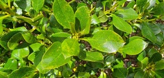 Myoporum aff insulare × laetum