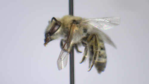 Colletes phaceliae