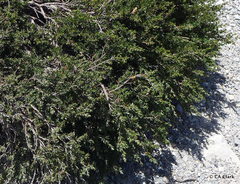 Leptospermum rupestre