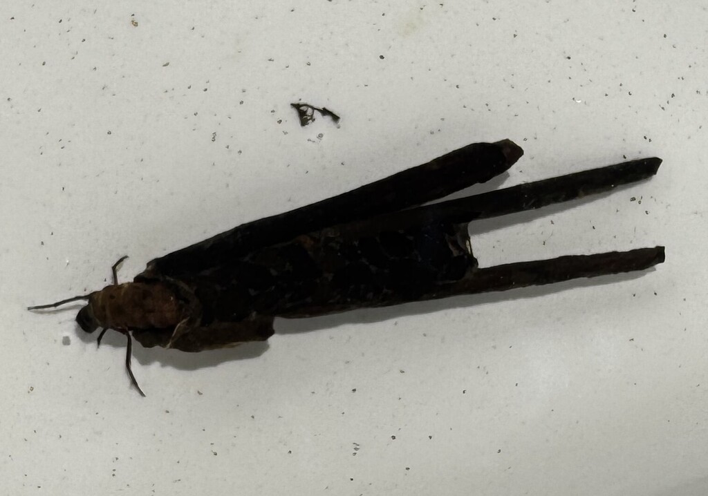 Glyphopsyche sequatchie